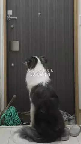 まさ” ボーダーコリーとふたり暮らし”のTikTok投稿