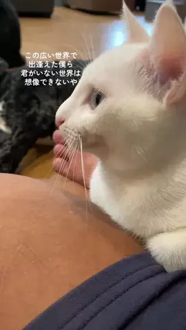 吉鳥/保護犬猫の日常のTikTok投稿