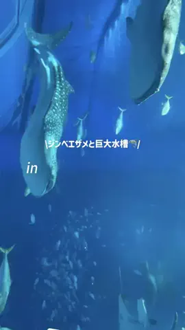 しずくのTikTok投稿