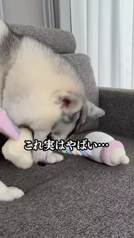 💎女王エリザベス💎シベリアンハスキーのTikTok投稿