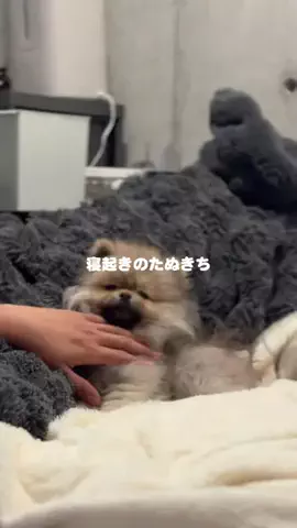 たぬきち🐶￤ウルフセーブルのTikTok投稿