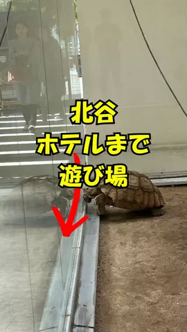 おっきー 🍍沖縄人のTikTok投稿