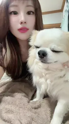あやか🧡🔥のTikTok PR投稿：#tiktoklive_theday #PR#あやか🧡🔥 #好きすぎて滅 #チワワのい…