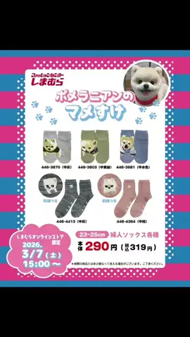 マメすけのTikTok投稿