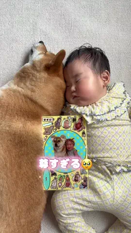 どすこいせんちゃんのTikTok投稿