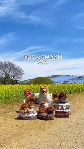 行ってみた｜ホテル紹介のTikTok投稿
