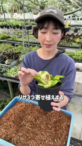 いな│観葉植物WEB SHOPのTikTok投稿