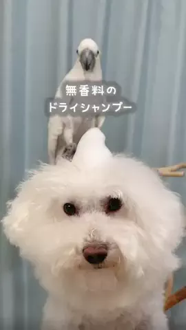 ダンシングオウムと監視犬のTikTok PR投稿：PeQoly「ドライシャンプー」 ドライシャンプー 使ったこと…