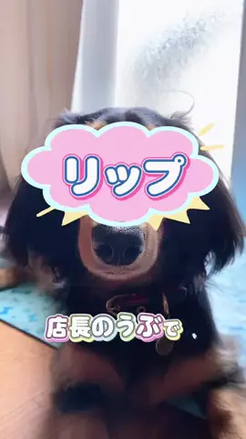あんころ🐾うぶのTikTok投稿