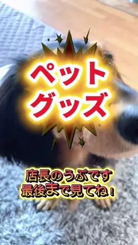 あんころ🐾うぶのTikTok投稿