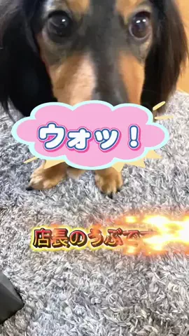 あんころ🐾うぶのTikTok投稿