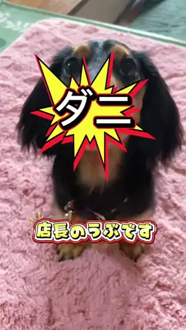 あんころ🐾うぶのTikTok投稿