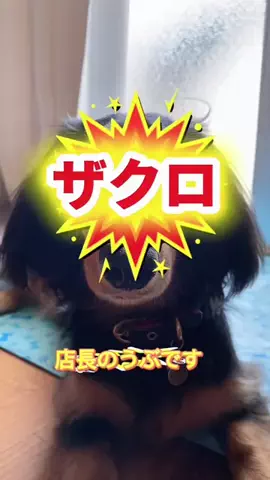 あんころ🐾うぶのTikTok投稿