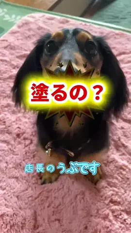 あんころ🐾うぶのTikTok投稿