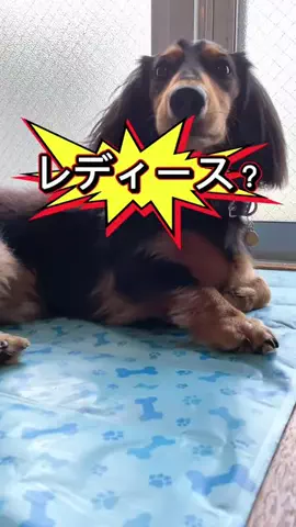 あんころ🐾うぶのTikTok投稿