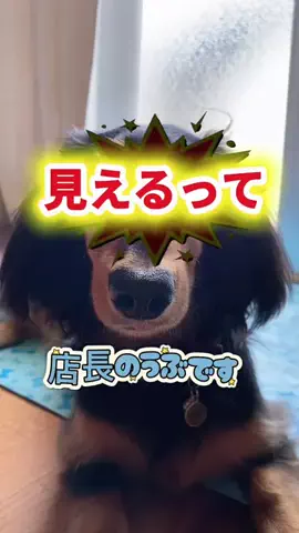 あんころ🐾うぶのTikTok投稿