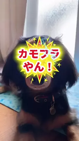 あんころ🐾うぶのTikTok投稿