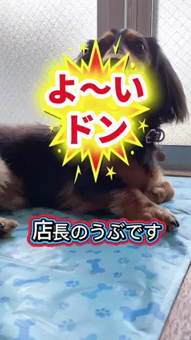 あんころ🐾うぶのTikTok投稿