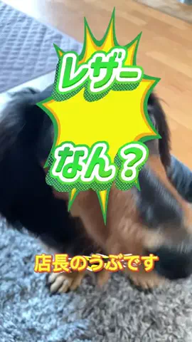 あんころ🐾うぶのTikTok投稿
