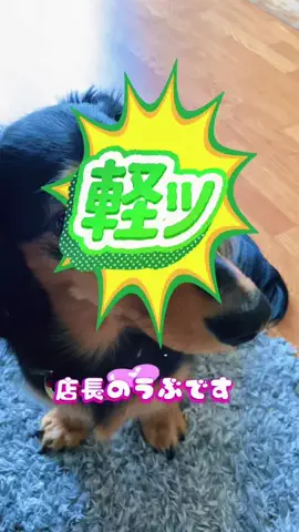 あんころ🐾うぶのTikTok投稿