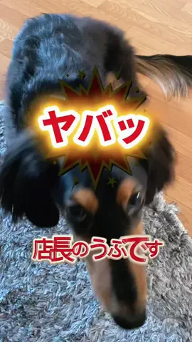 あんころ🐾うぶのTikTok投稿