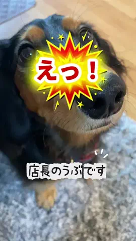 あんころ🐾うぶのTikTok投稿