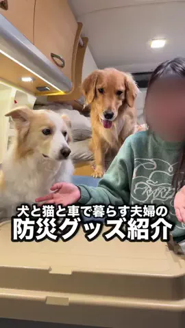 ボーダーコリーのライト【ふうらいTV】🌪⚡️☔️のTikTok投稿
