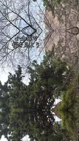 🐱SHIGEP(シゲピー)🎧️北九eスポ部のTikTok PR投稿：小倉城で桜を見よう #福岡 #北九州 #小倉城 #TikTokGO #PR 