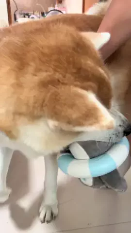 秋田犬えいきち🐶🍦💘のTikTok投稿