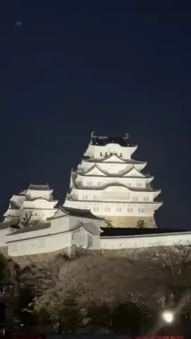 シロクマさんのTikTok投稿