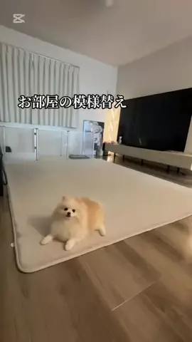 はにぃ🐝🍯のTikTok投稿