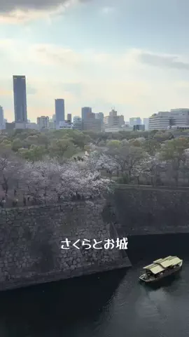 シロクマさんのTikTok投稿