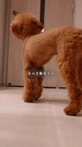 ゆか🐶のTikTok投稿