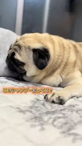 パグの喜一と高橋家🐶🐾のTikTok投稿