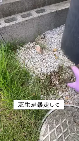 はるの芝生のTikTok投稿