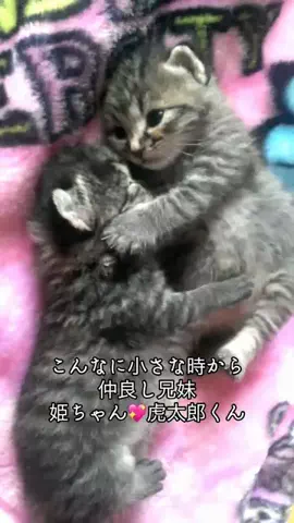 翠のTikTok投稿