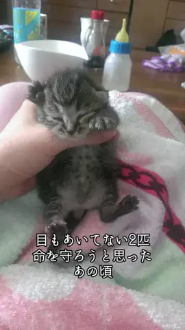 翠のTikTok投稿