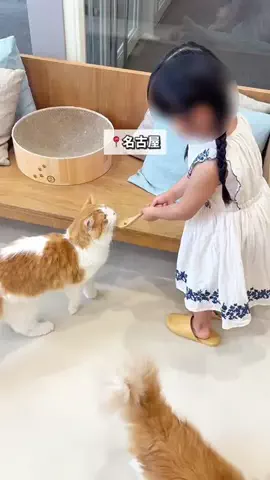 あゆママ｜愛知グルメ・子連れおでかけのTikTok投稿