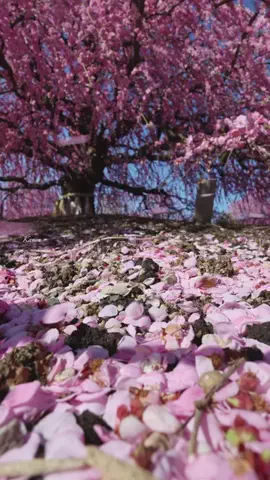 Kanon🍒🍃のTikTok投稿