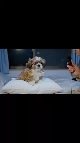 犬猫総合製薬株式会社のTikTok投稿