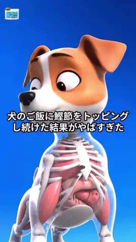犬猫総合製薬株式会社のTikTok投稿