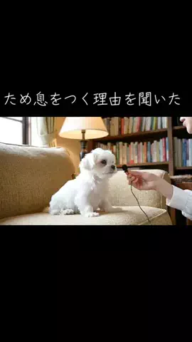 犬猫総合製薬株式会社のTikTok投稿