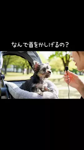 犬猫総合製薬株式会社のTikTok投稿