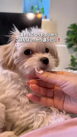 うみたん♡バニたんのTikTok投稿