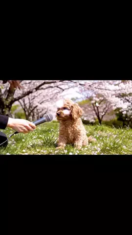 犬猫総合製薬株式会社のTikTok投稿