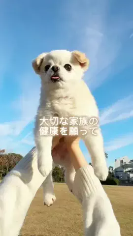 てんちゃん・たるちゃんのTikTok投稿