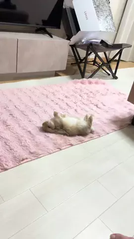 usagi_gomaruのTikTok投稿