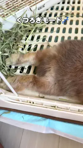 usagi_gomaruのTikTok投稿