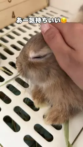 usagi_gomaruのTikTok投稿