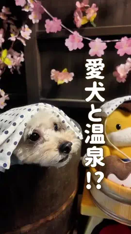 愛犬と行ける関東の宿のTikTok投稿